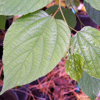 PEARLBLOOM Poliothyrsis sinensis