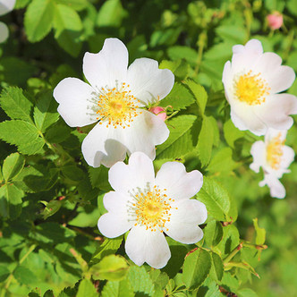 DOG ROSE (Rosa canina)