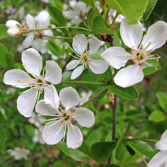 BUSH CHERRY Prunus  (Carmine Jewel)