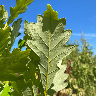 HYBRID OAK (Quercus)  "Regal Prince"