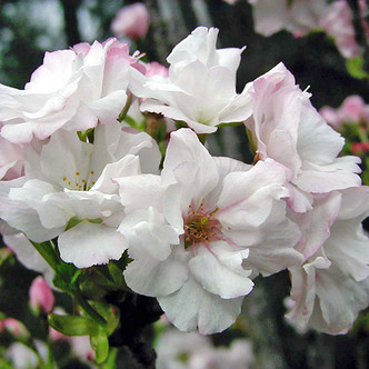 Prunus amanogawa 'Amanogowa' (JAPANESE FLOWERING CHERRY)