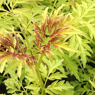 RED ELDERBERRY Sambucus racemosa (Lemony Lace)