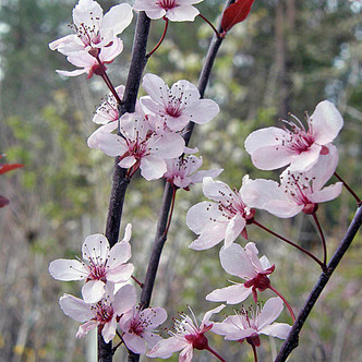 KRAUTER VESUVIUS PLUM Prunus cerasifera (Krauter Vesuvius)