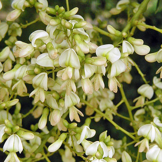 JAPANESE PAGODA TREE Sophora japonica
