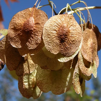 Ptelea trifoliata (HOP TREE)