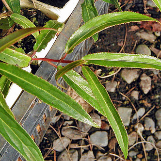 WILLOW-LEAF STACHYURUS  Stachyurus salicifolius