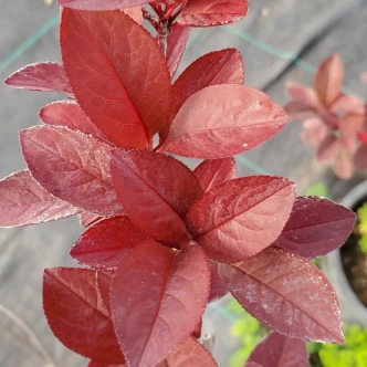 Prunus cerasifera 'Mt St Helens' (HARDY FLOWERING PLUM)