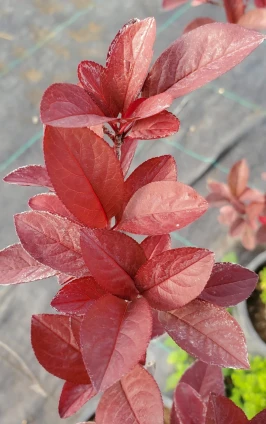 Prunus cerasifera 'Mt St Helens' (HARDY FLOWERING PLUM)