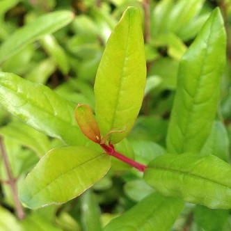Punica granatum 'Chico' (DWARF ORANGE POMEGRANATE)