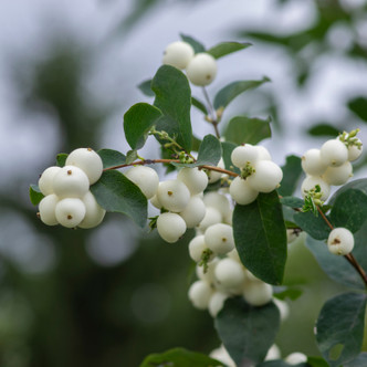 Symphoricarpos albus (COMMON SNOWBERRY)