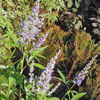 CHASTE TREE Vitex agnus-castus