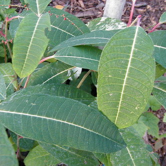 MAGNIFICENT WILLOW Salix magnifica