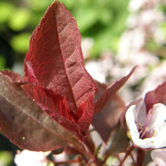 Prunus cistena (PURPLE-LEAF SAND CHERRY)