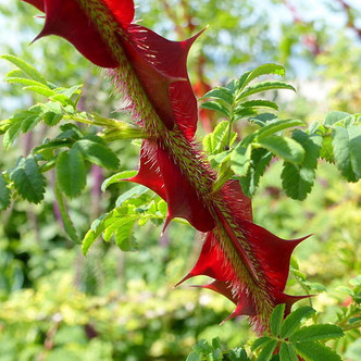 WINGED ROSE (Rosa sericea subsp. omeiensis f. pteracantha)