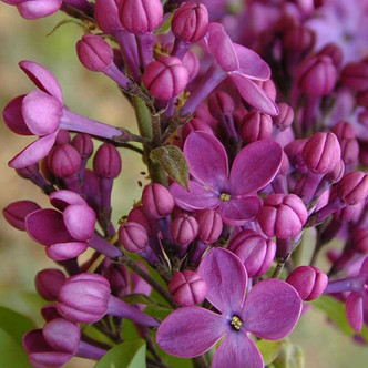 REDDISH-PURPLE LILAC (Syringa hyacinthiflora)  'Declaration'