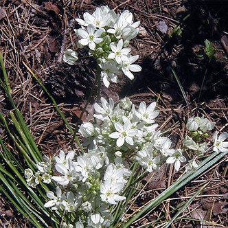 WHITE BRODIAEA Triteleia hyacinthina