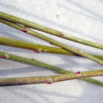 WILLOW Salix eriocephala (Mawdesley)