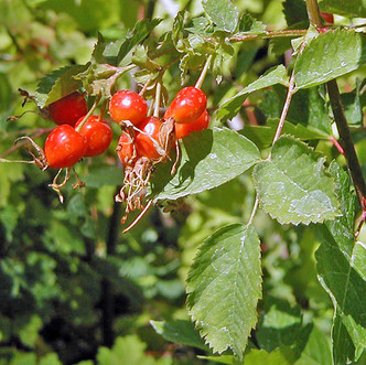 CLUSTER ROSE Rosa pisocarpa