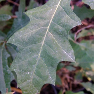 Quercus shumardii (SHUMARD OAK)