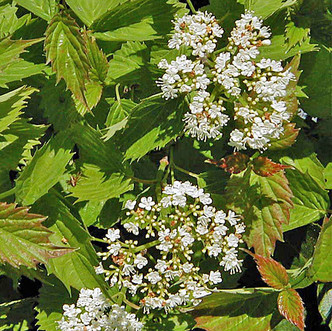 ARROWWOOD VIBURNUM Viburnum dentatum (Blue Muffin)