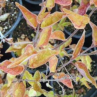 Syringa 'Josee' (DWARF LILAC)