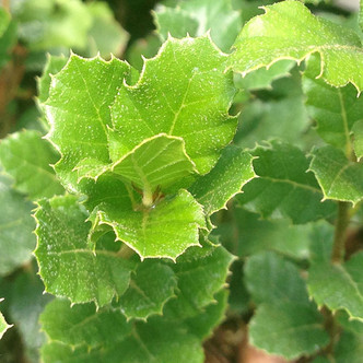 Quercus suber (CORK OAK)