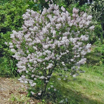 Syringa pubescens micro. 'Miss Kim' (MISS KIM LILAC)
