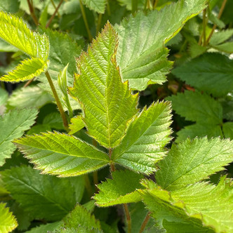 THORNLESS BLACKBERRY