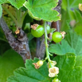 Ribes sativum 'Rovada' (RED GARDEN CURRANT)