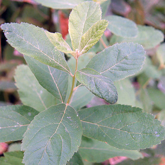 WESTERN SPIREA Spiraea douglasii (menziesii)