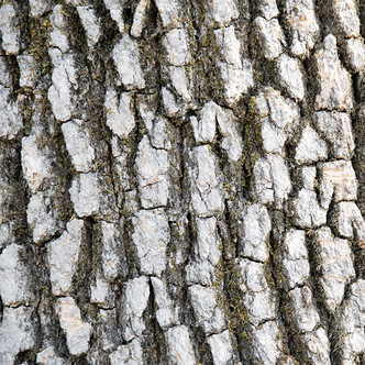 VALLEY OAK Quercus lobata