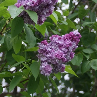 Syringa vulgaris 'Katherine Havemeyer' (LILAC)