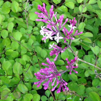 LILAC (Syringa red) "Red Pixie"