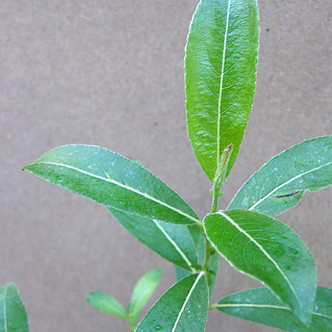 RED-FLOWERED PUSSY WILLOW (Salix gracilistyla) "Mt. Asama"