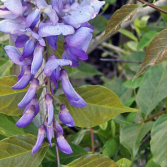 SELECT PURPLE WISTERIA (Wisteria sinensis) "Prolific"