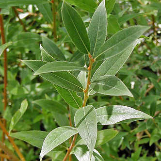 RED-BARKED WILLOW Salix alba (Chermesina)