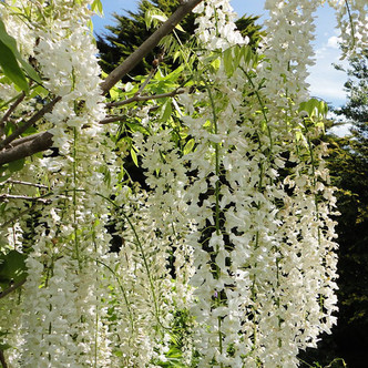 SNOW SHOWERS WISTERIA (Wisteria floribunda) "Shiro Noda"