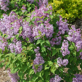 SEMI-DWARF LILAC (Syringa)  "Scentara Pura"