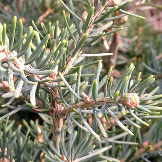 MOUNTAIN HEMLOCK Tsuga mertensiana