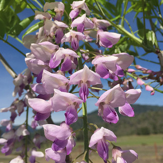 PINK JAPANESE WISTERIA (Wisteria floribunda) "Anwen"