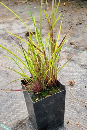 Schizachyrium scoparium 'Twilight Zone' (LITTLE BLUESTEM)