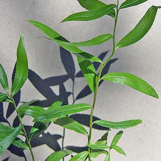 CONTORTED WHITE WILLOW (Salix)  "Snake"