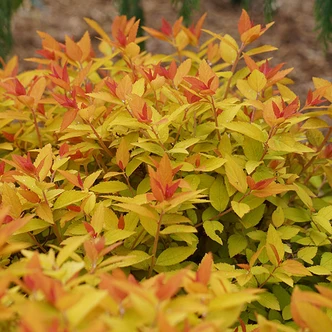 Spiraea japonica 'Double Play Candy Corn' (ORANGE-LEAVED SPIREA)
