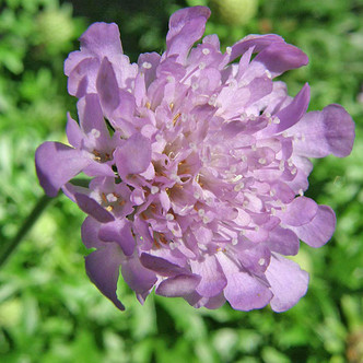 PINCUSHION FLOWER (Scabiosa)  "Vivid Violet"