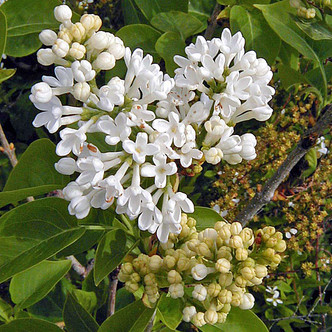 LILAC (Syringa vulgaris)  'Bridal Memories'
