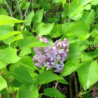 Syringa vulgaris 'Prairie Petite' (LILAC)