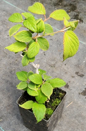 Viburnum 'Sweet Talker' (EVERGREEN VIBURNUM)
