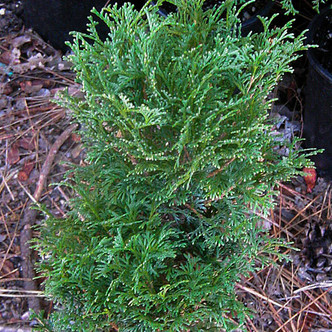 Thuja occidentalis 'Tiny Tim' (DWARF ARBORVITAE)