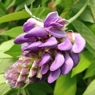 Wisteria frutescens 'Amethyst Falls' (PURPLE WISTERIA)