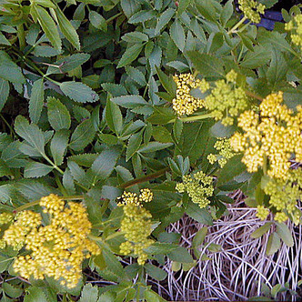GOLDEN ALEXANDER (Zizia aurea)